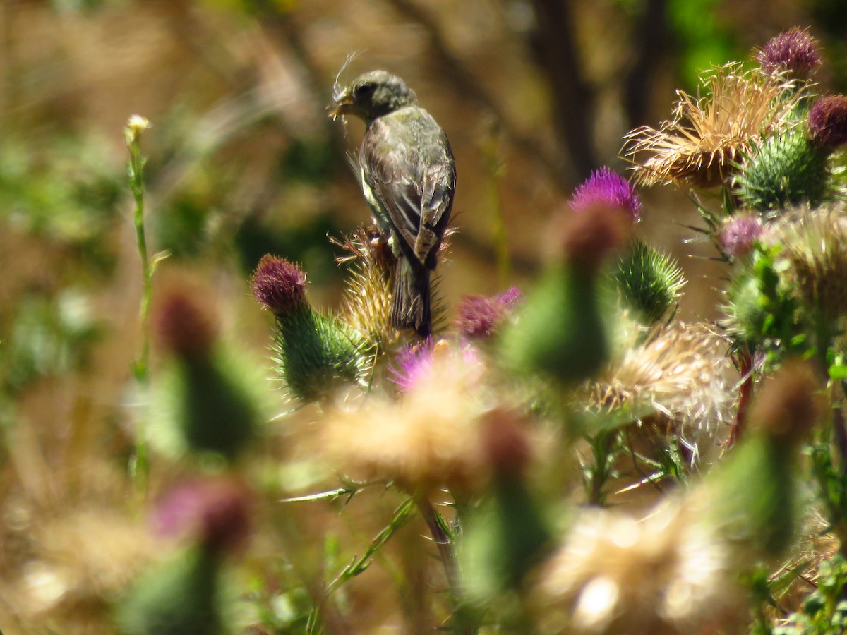 Lesser Goldfinch - ML639600019