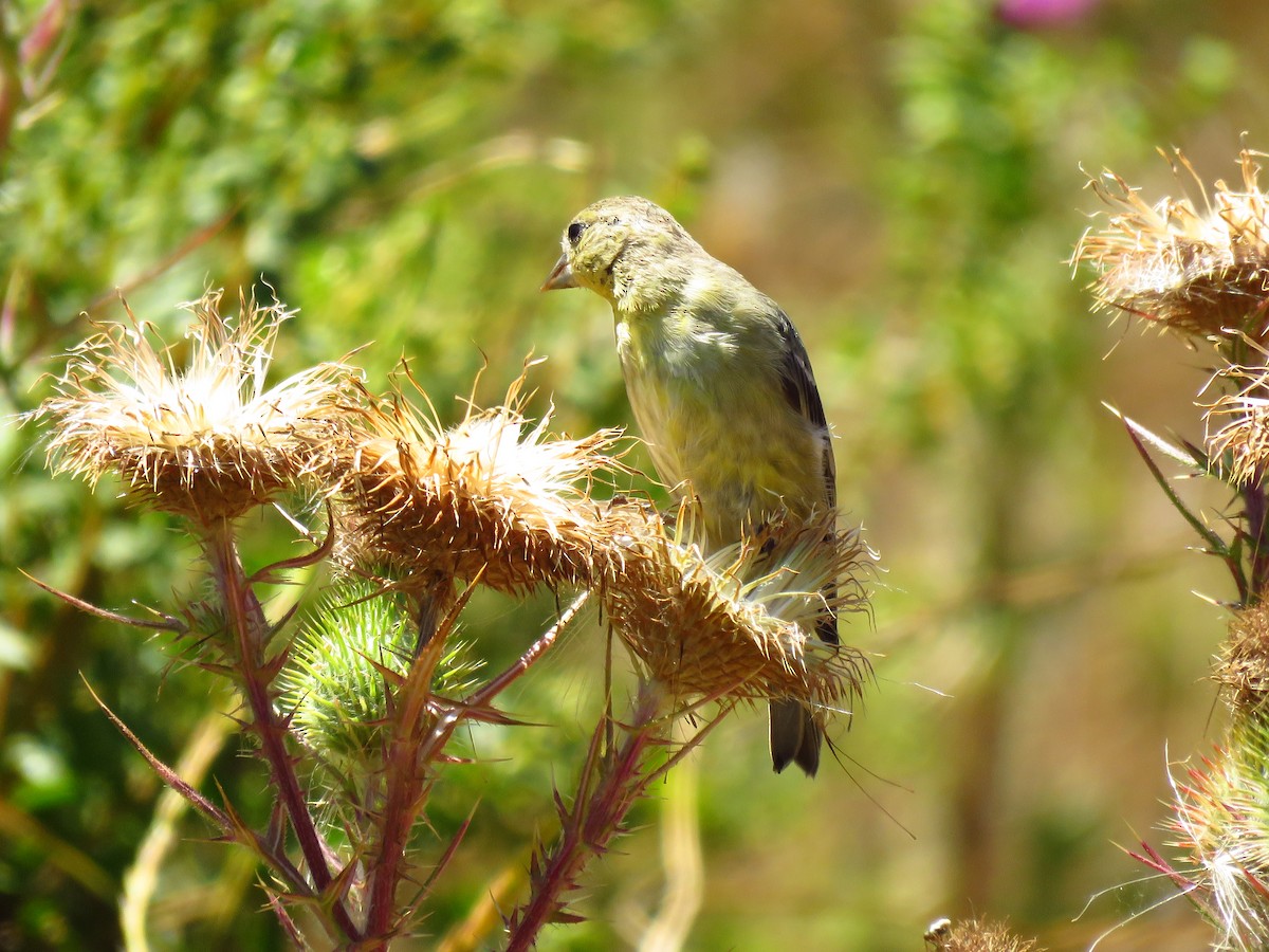 Lesser Goldfinch - ML639600025