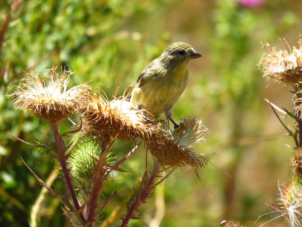 Lesser Goldfinch - ML639600026