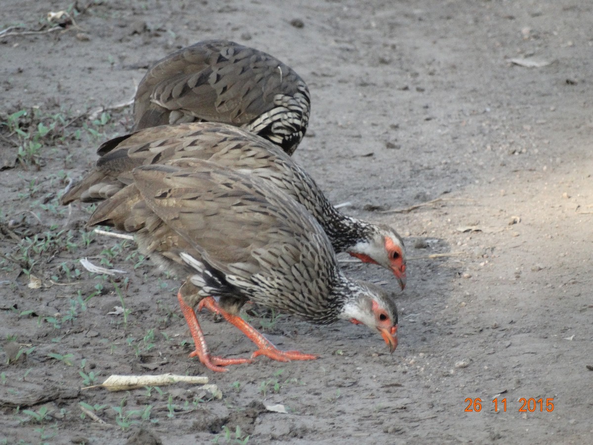 Red-necked Spurfowl - ML639600029