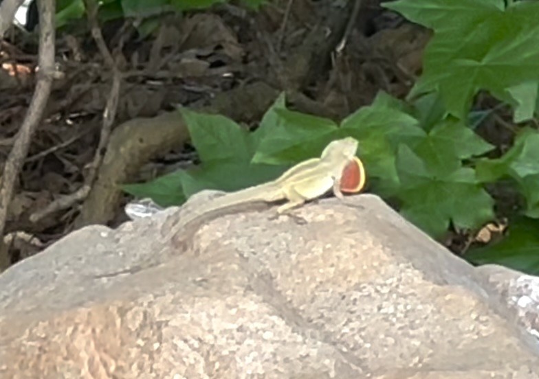 Reptiles - ML639600038