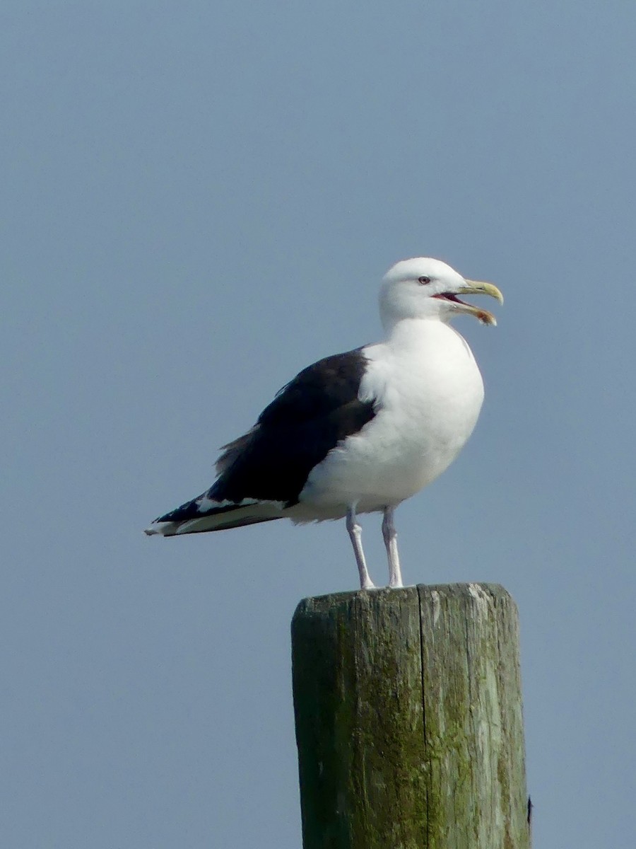 Great Black-backed Gull - ML639600045