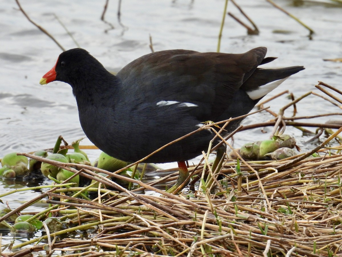 Common Gallinule - ML639600068