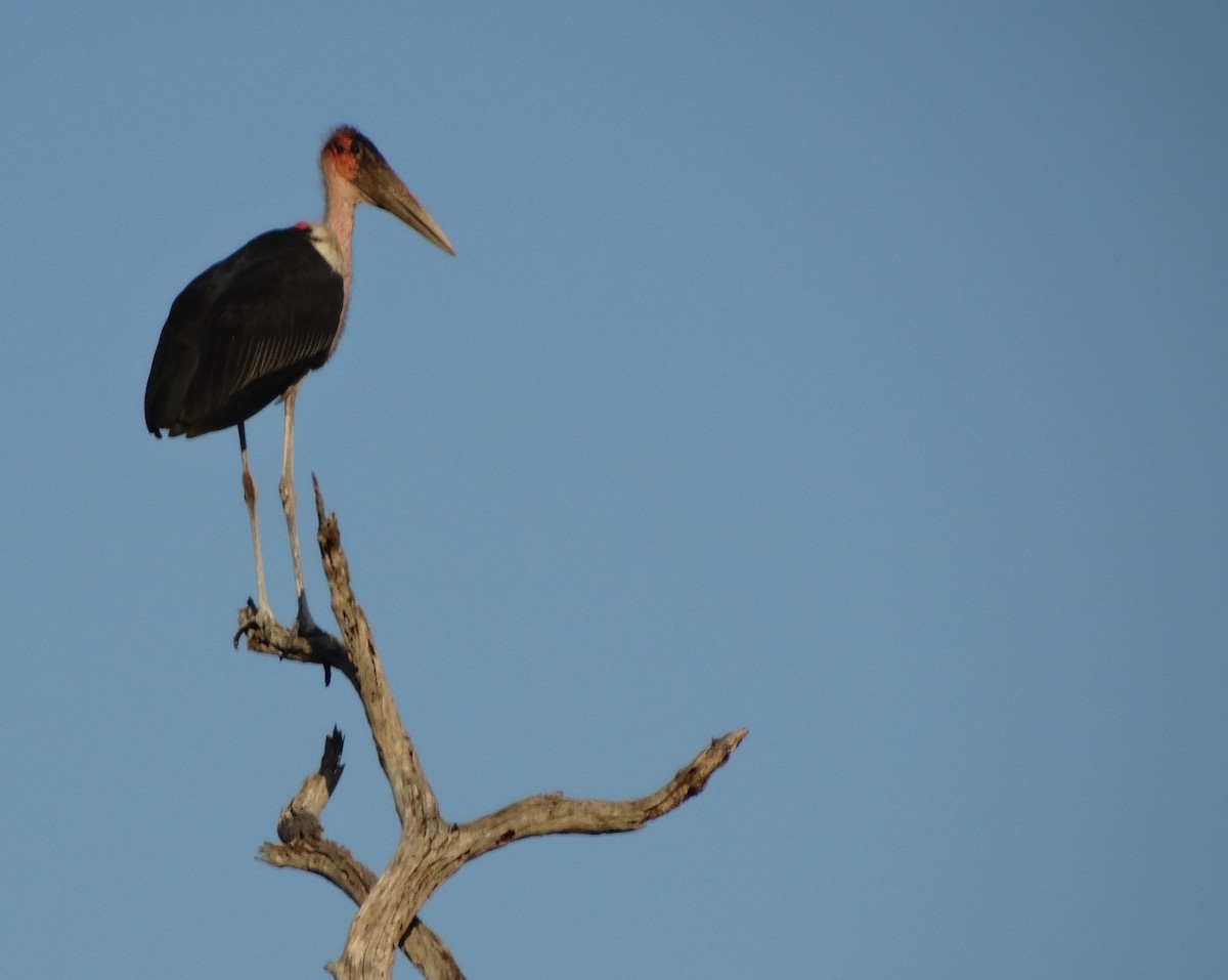 Marabou Stork - ML639600091