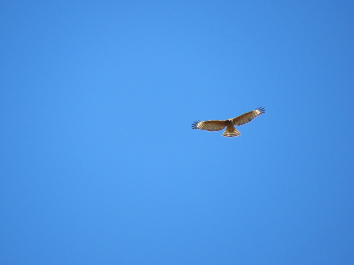Red-shouldered Hawk - ML639600097