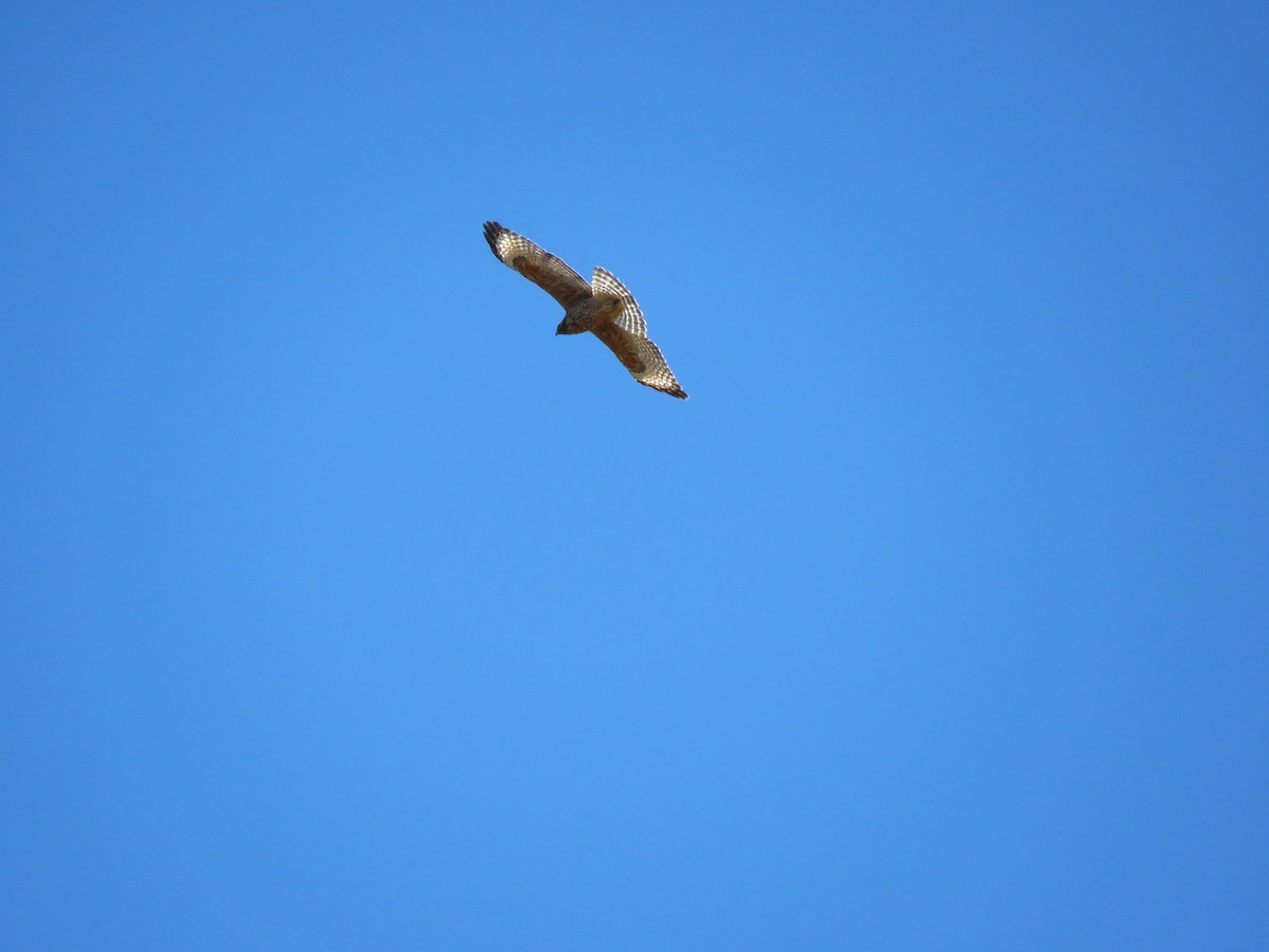 Red-shouldered Hawk - ML639600098