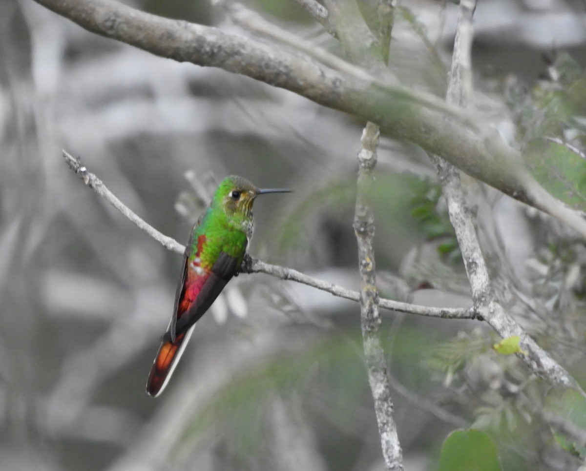 Red-tailed Comet - ML639600121