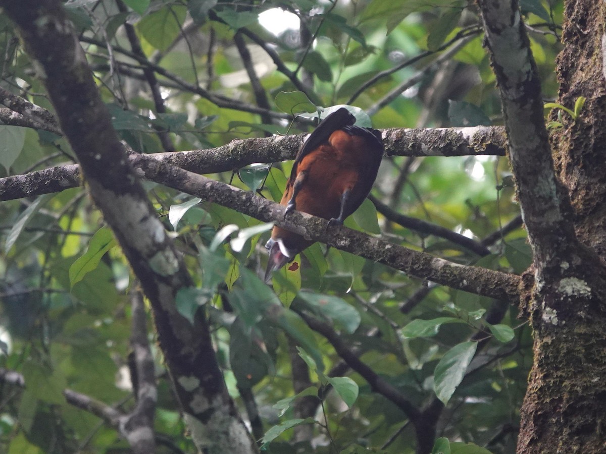 Capuchinbird - ML639600124