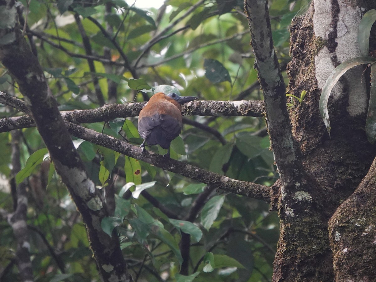 Capuchinbird - ML639600125