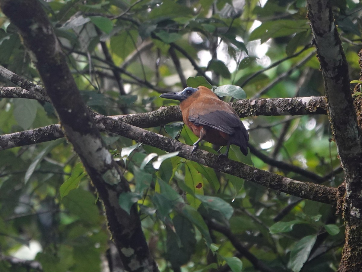 Capuchinbird - ML639600128