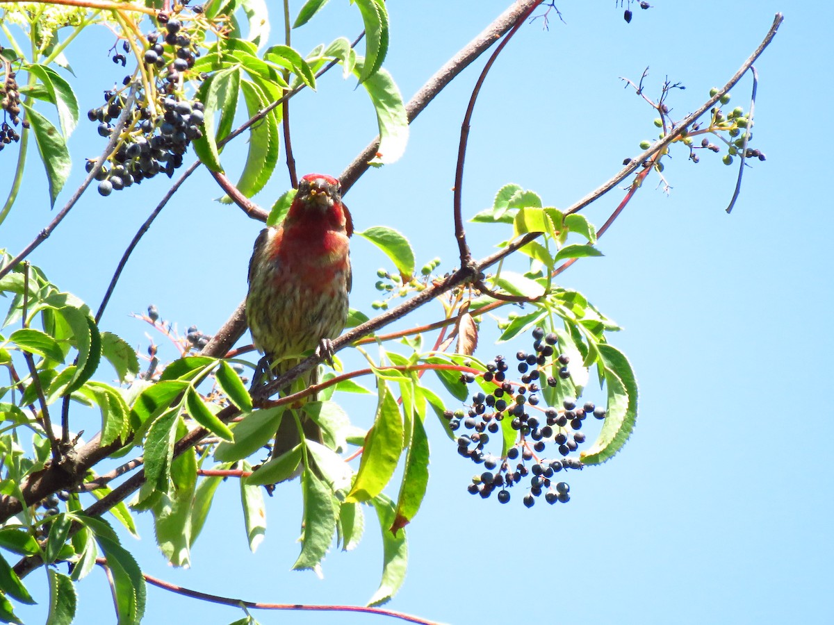House Finch - ML639600130