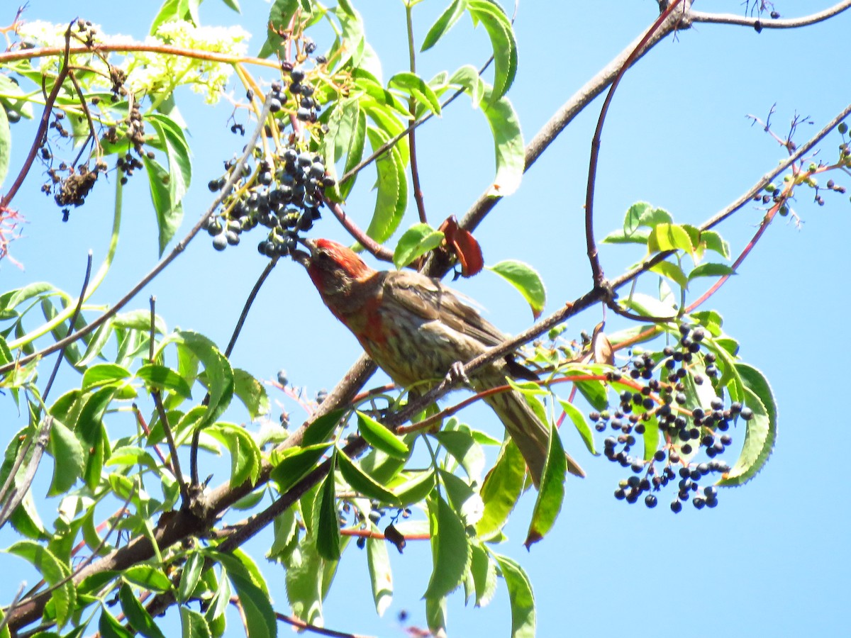 House Finch - ML639600131