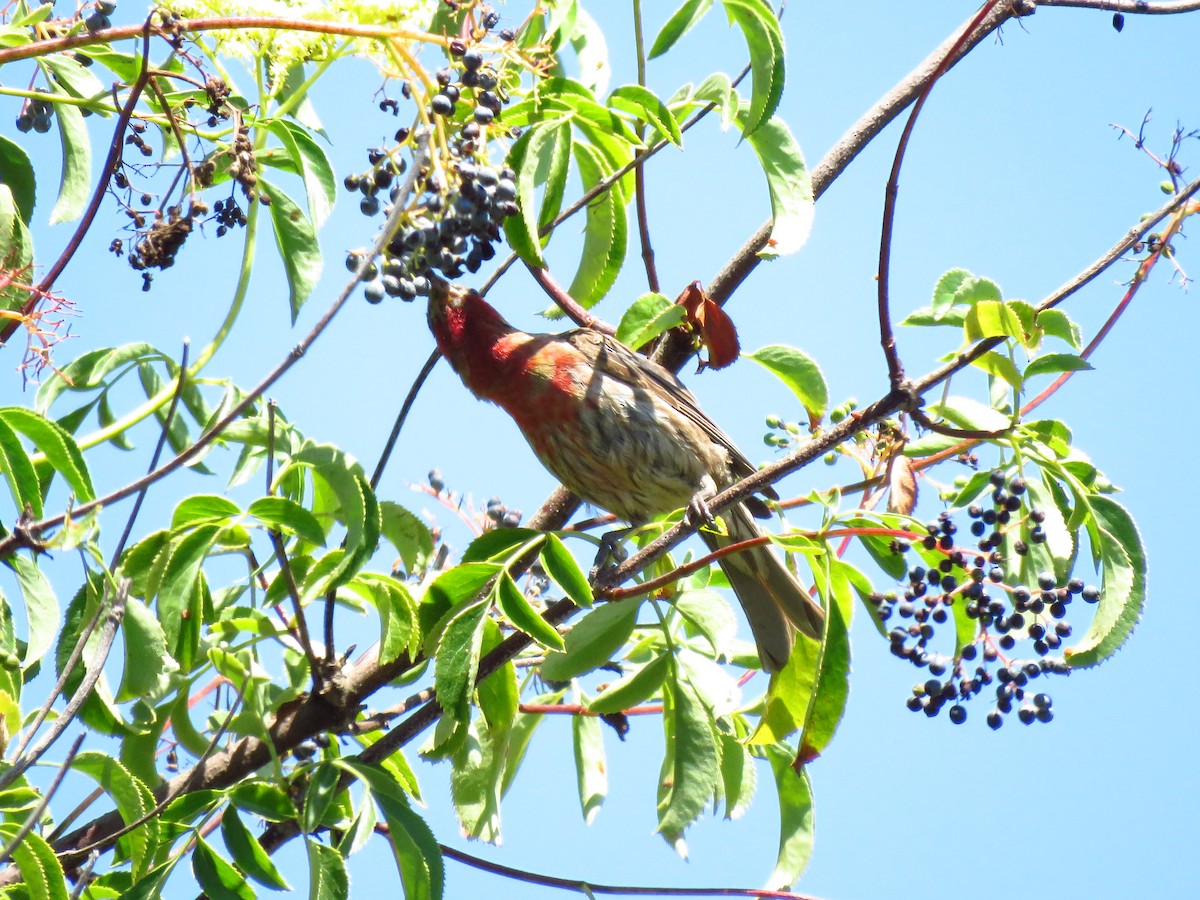 House Finch - ML639600132