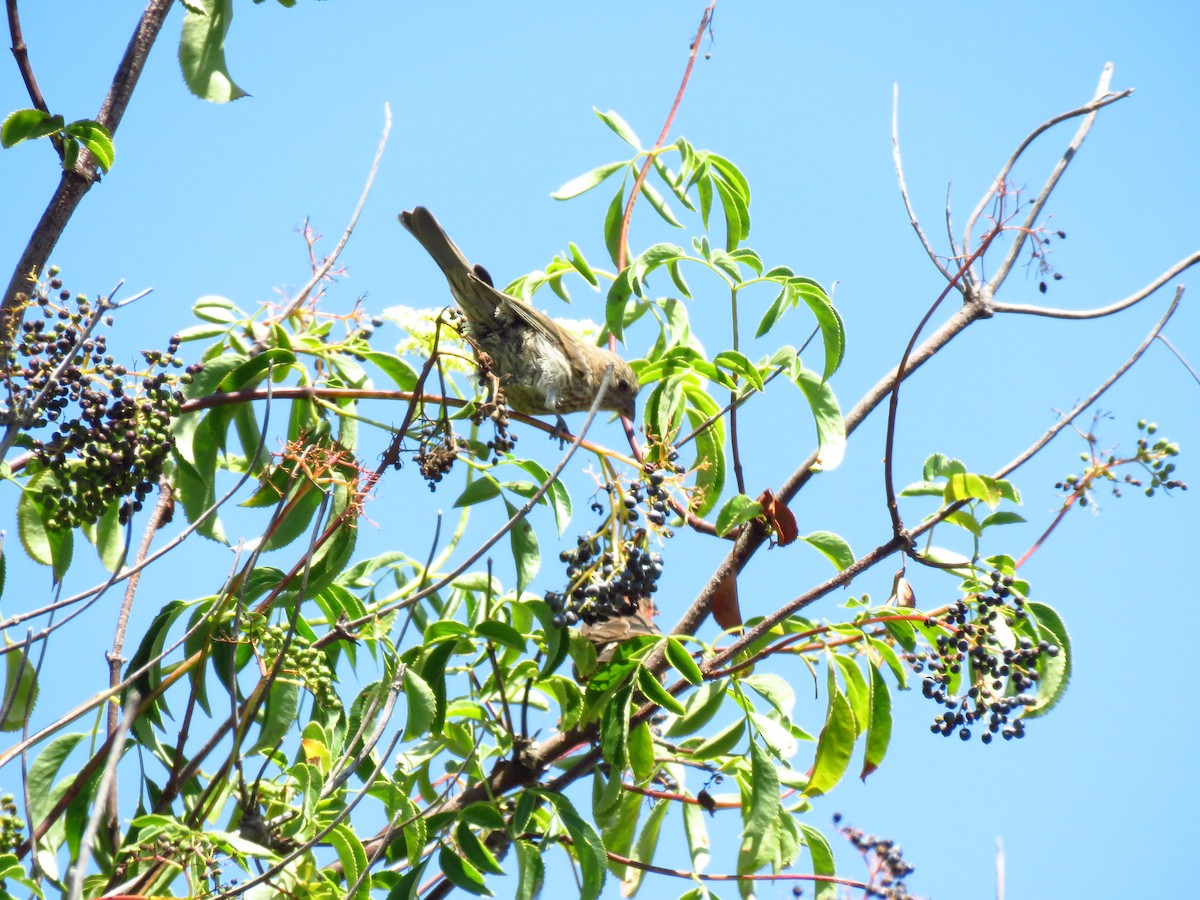 House Finch - ML639600133