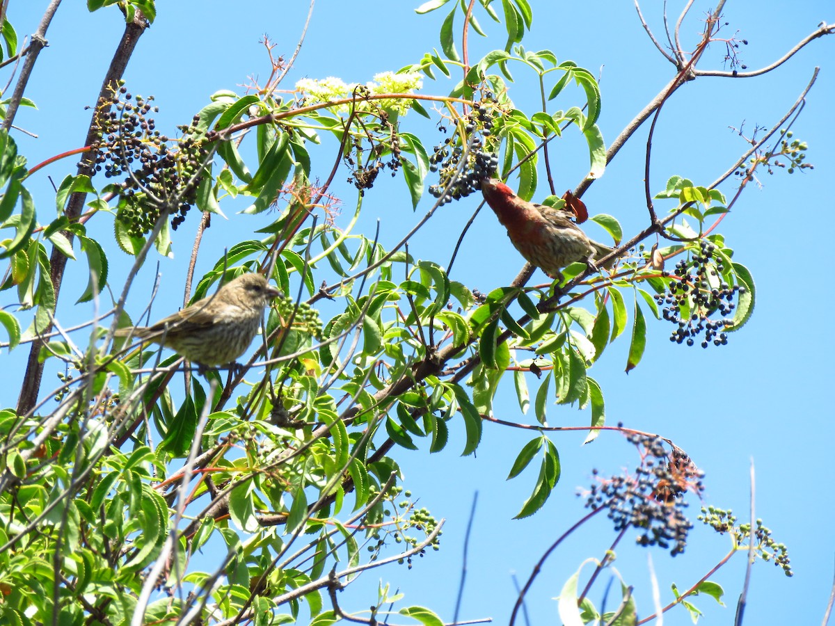 House Finch - ML639600134