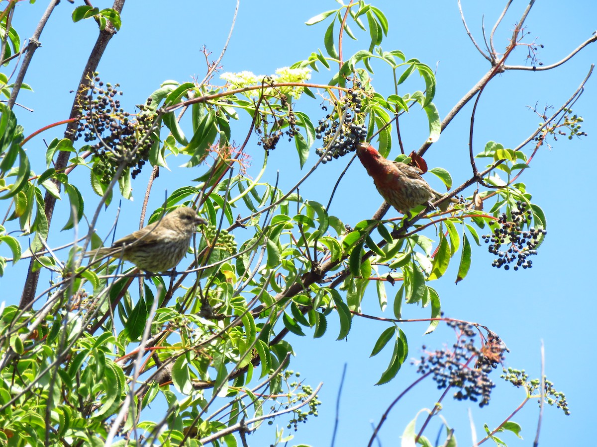 House Finch - ML639600135