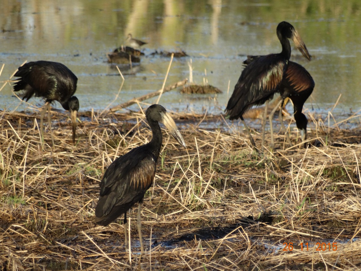 African Openbill - ML639600138