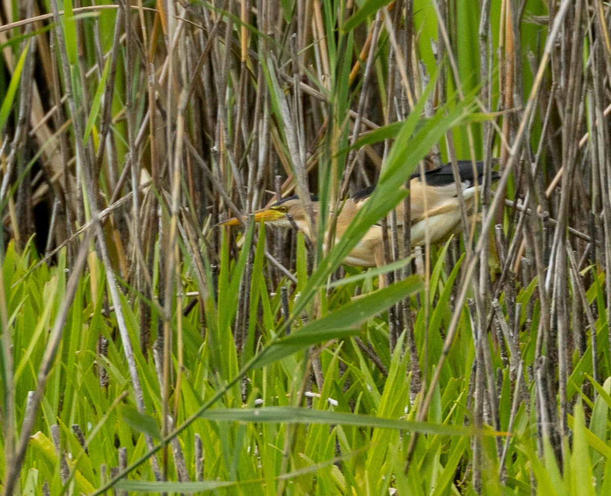 Little Bittern - ML639600150