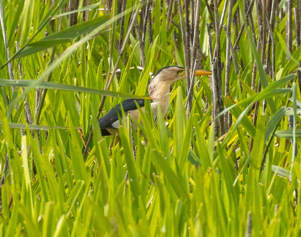 Little Bittern - ML639600158