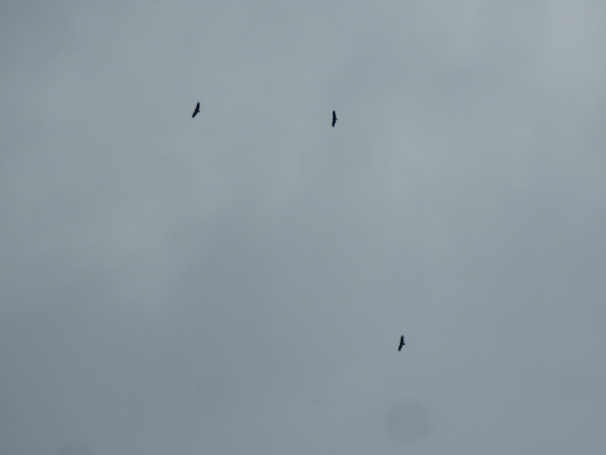 Black Vulture - ML639600159