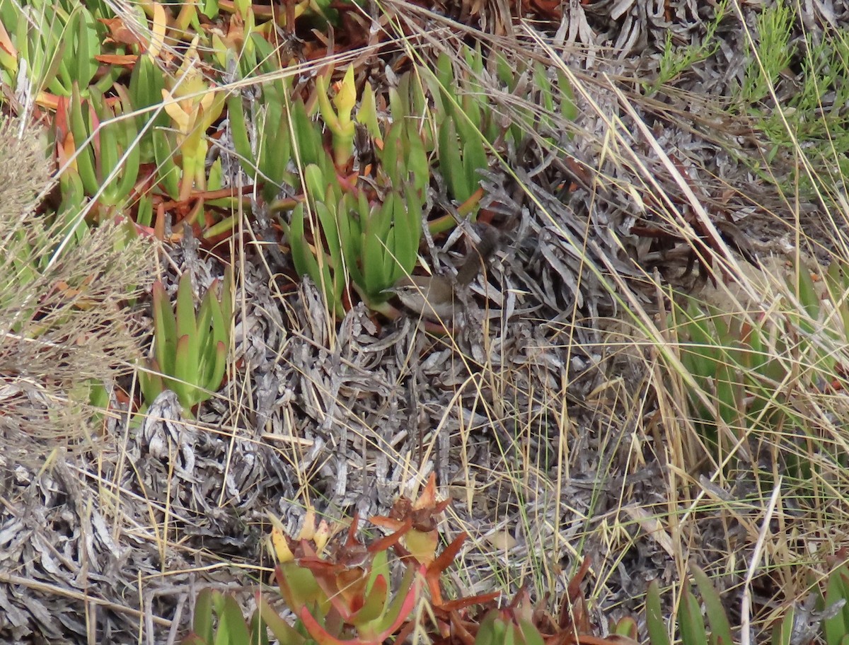Bewick's Wren - ML639600162
