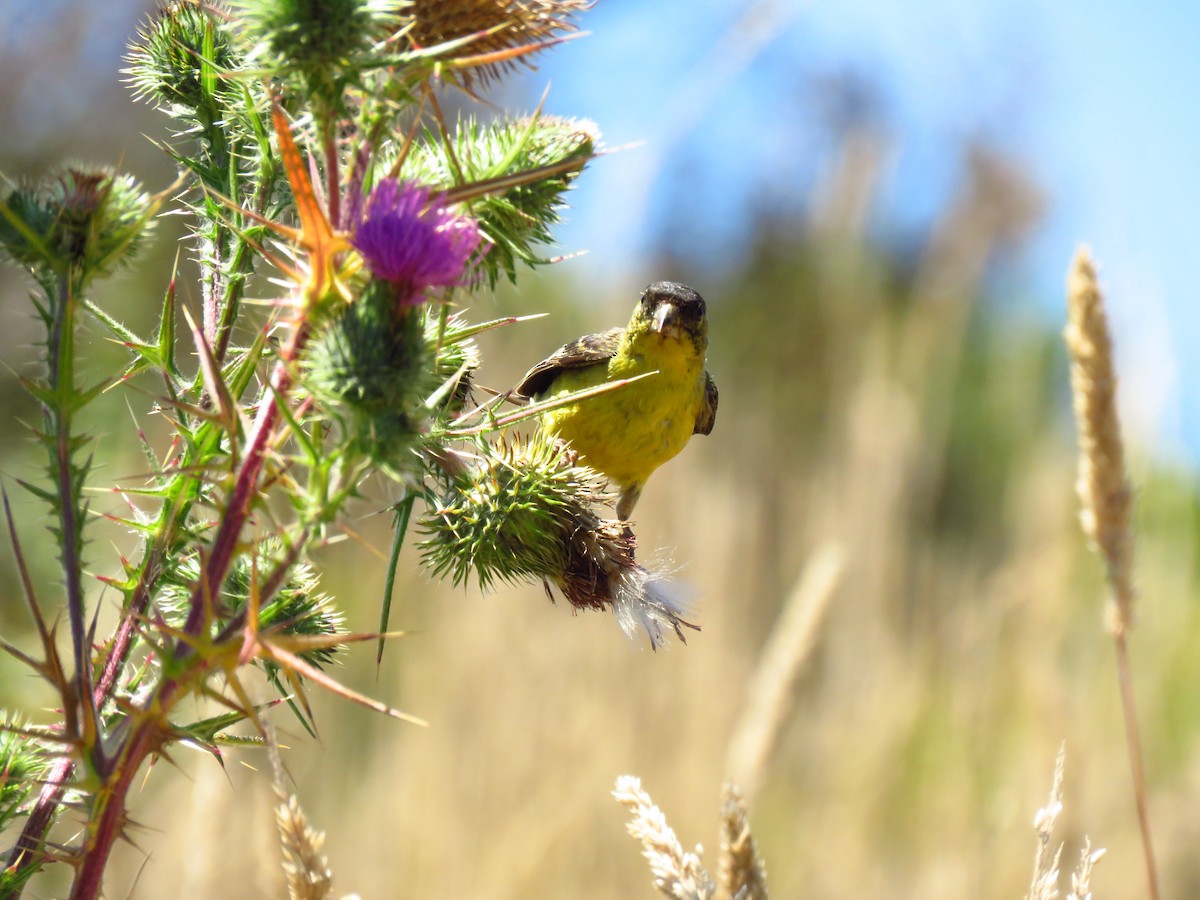 Lesser Goldfinch - ML639600164