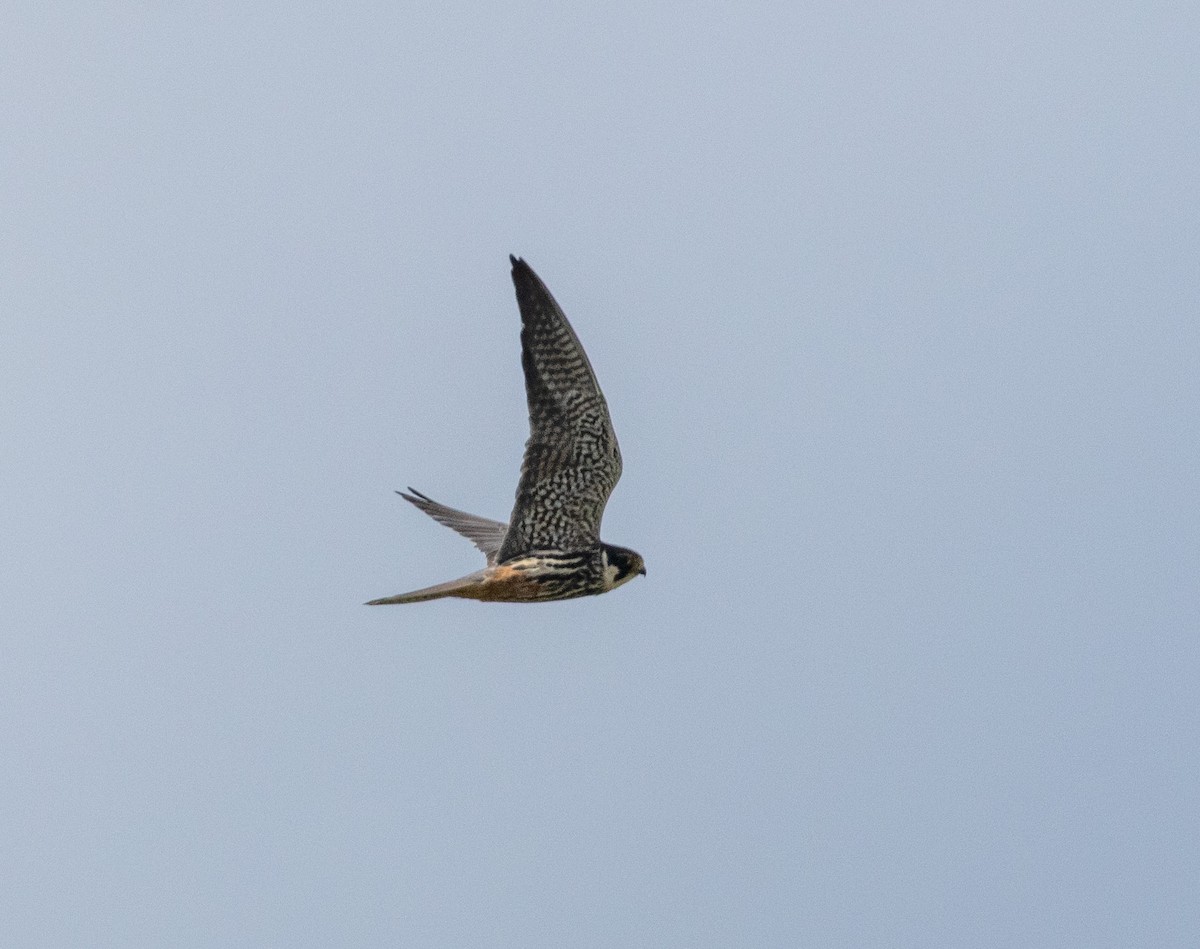 Eurasian Hobby - ML639600165