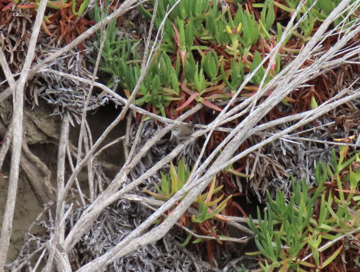 Bewick's Wren - ML639600171