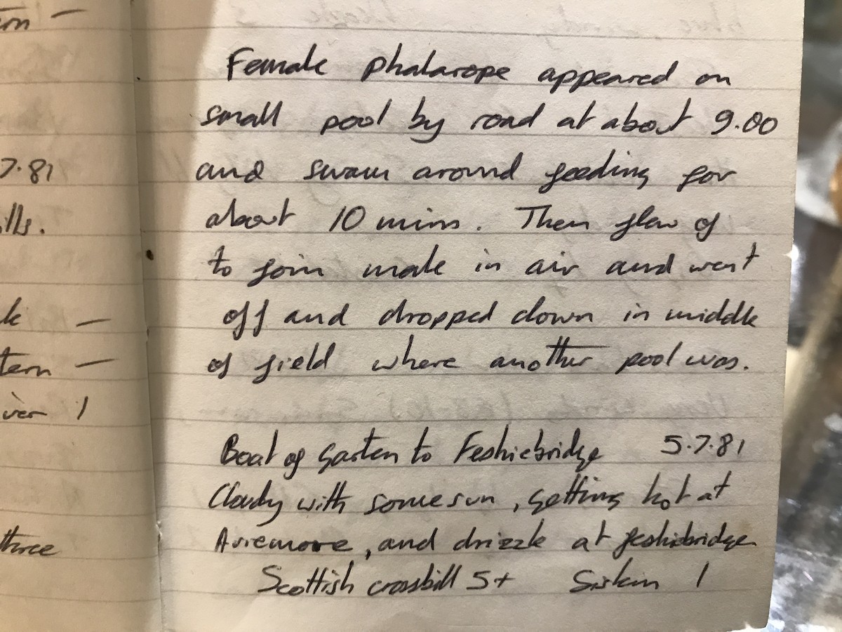 Falaropo beccosottile - ML639600180