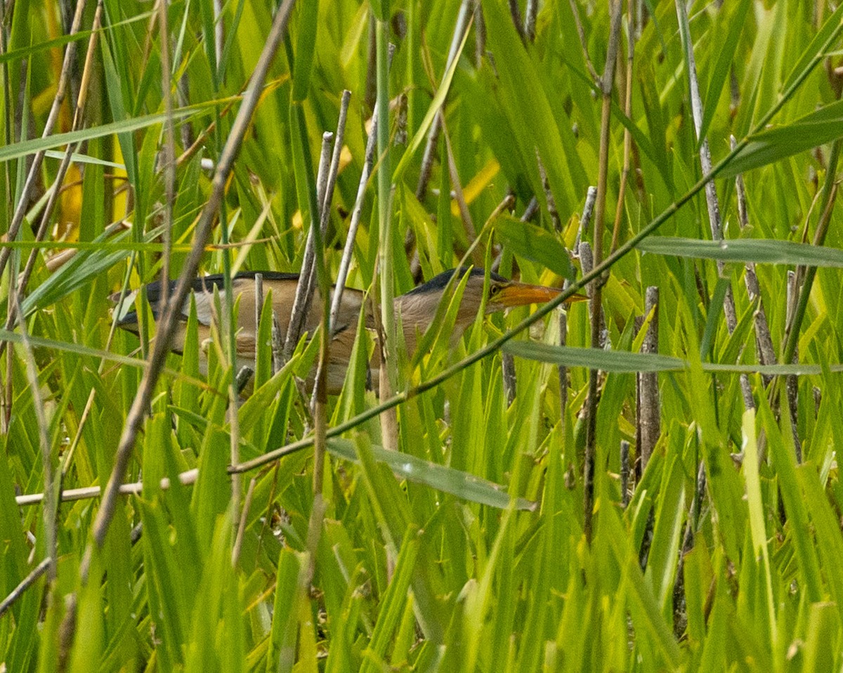 Little Bittern - ML639600184