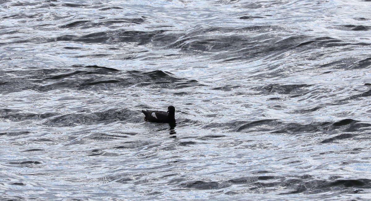 Guillemot colombin - ML639600368
