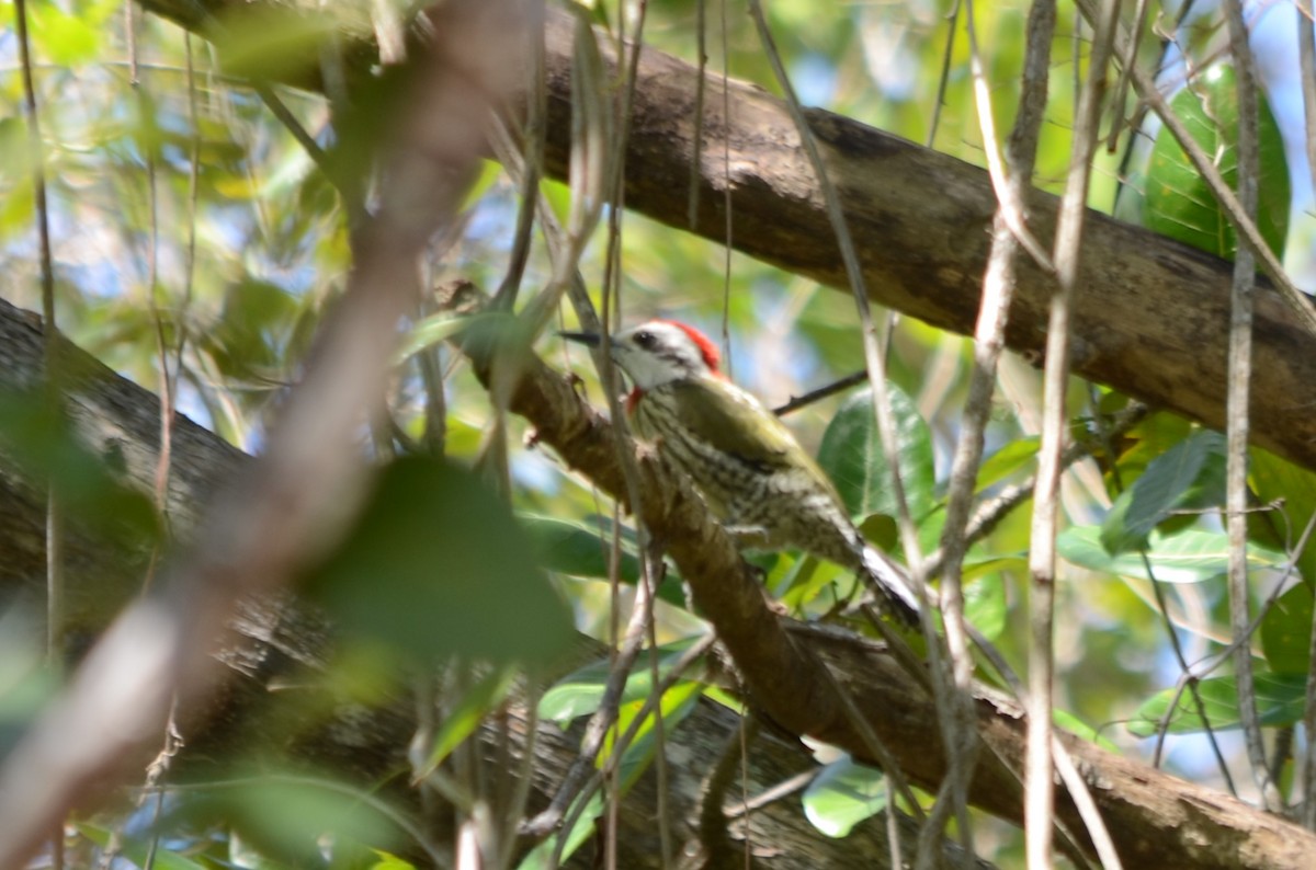 Cuban Green Woodpecker - ML639600427