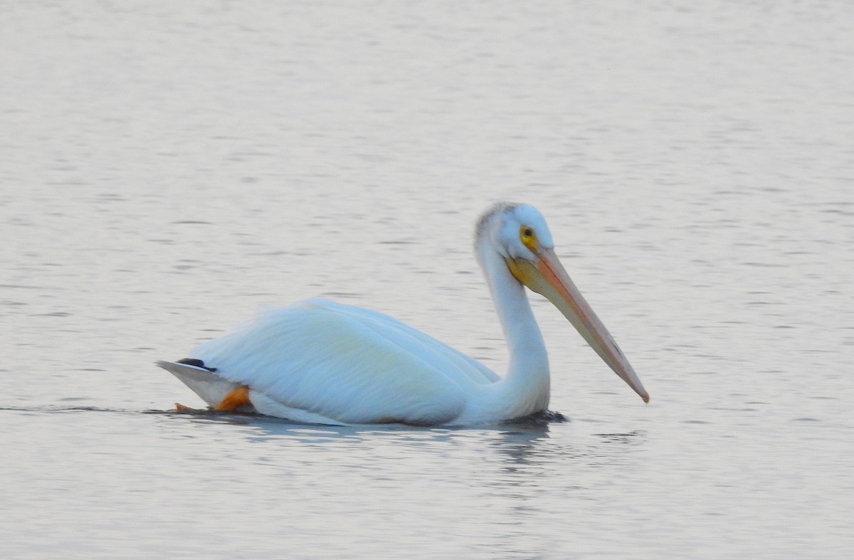 American White Pelican - ML639600435