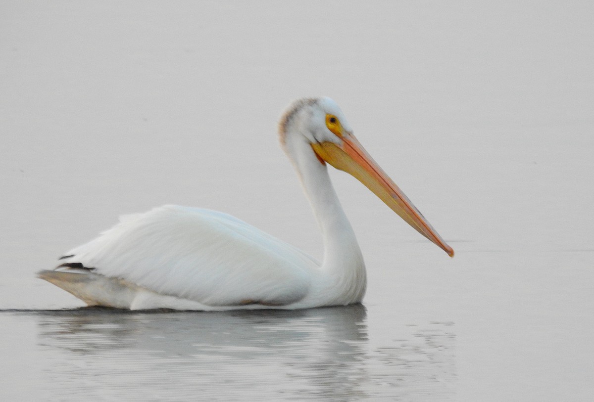 American White Pelican - ML639600459