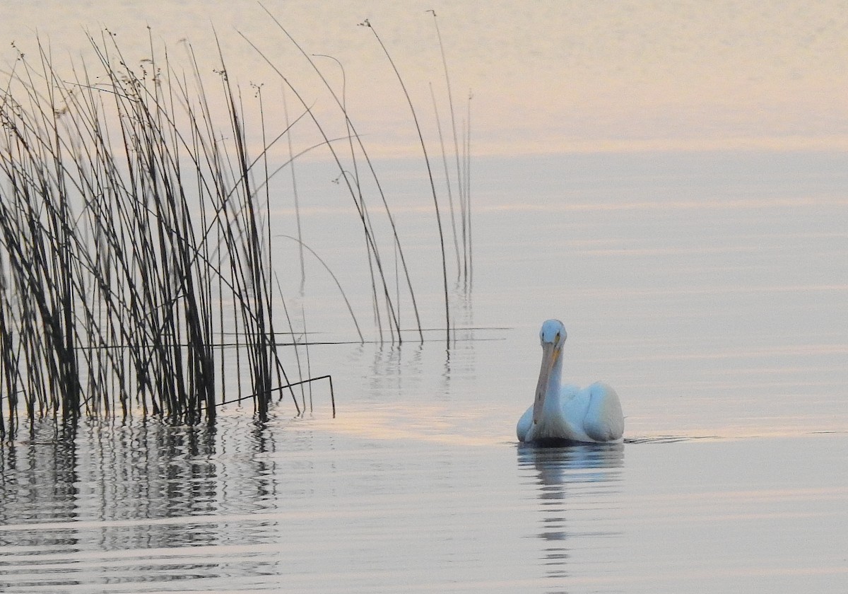 American White Pelican - ML639600476