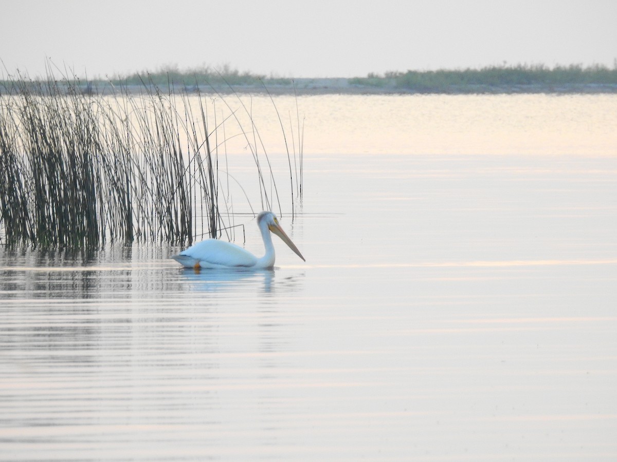 American White Pelican - ML639600477
