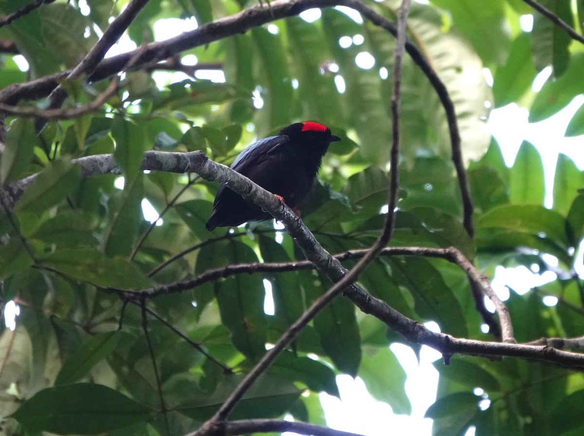 Blue-backed Manakin (pareola/atlantica) - ML639600506