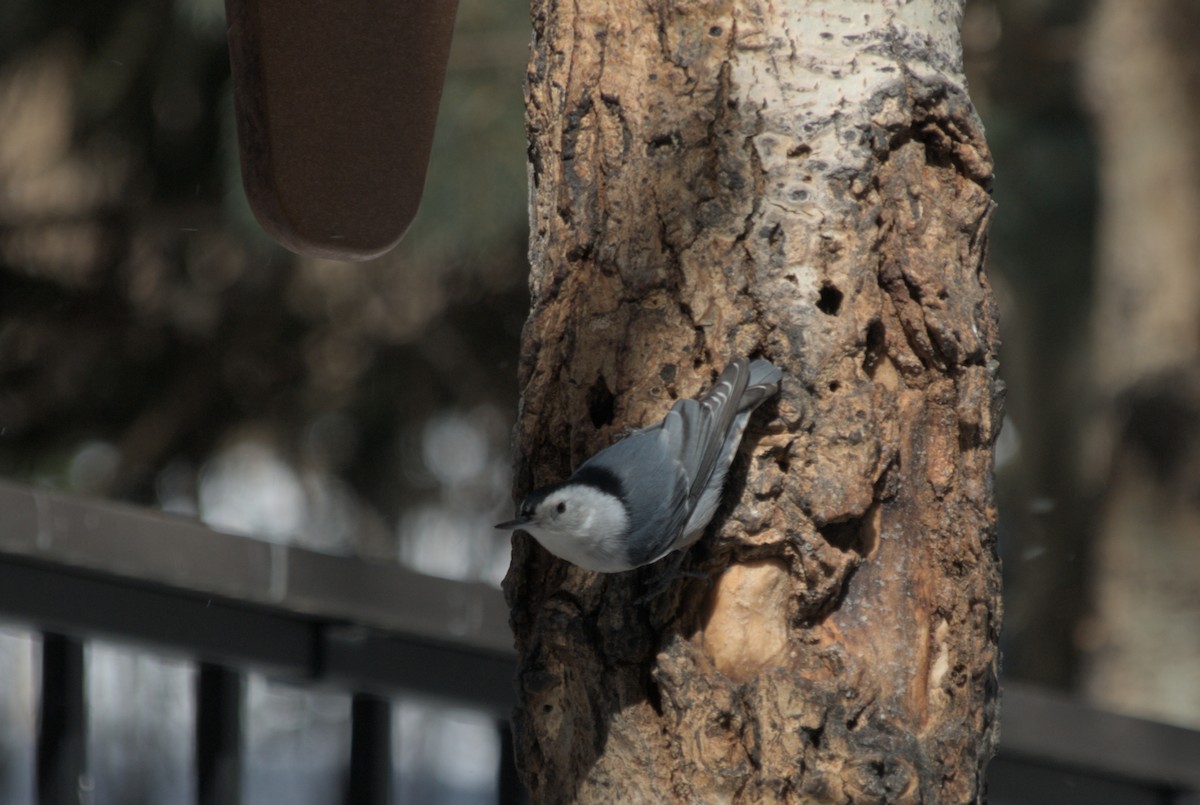 White-breasted Nuthatch - ML639600507