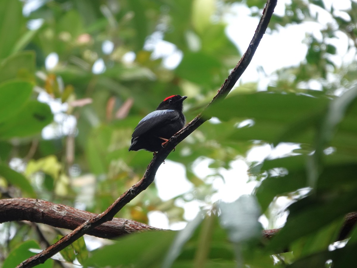 Blue-backed Manakin (pareola/atlantica) - ML639600509