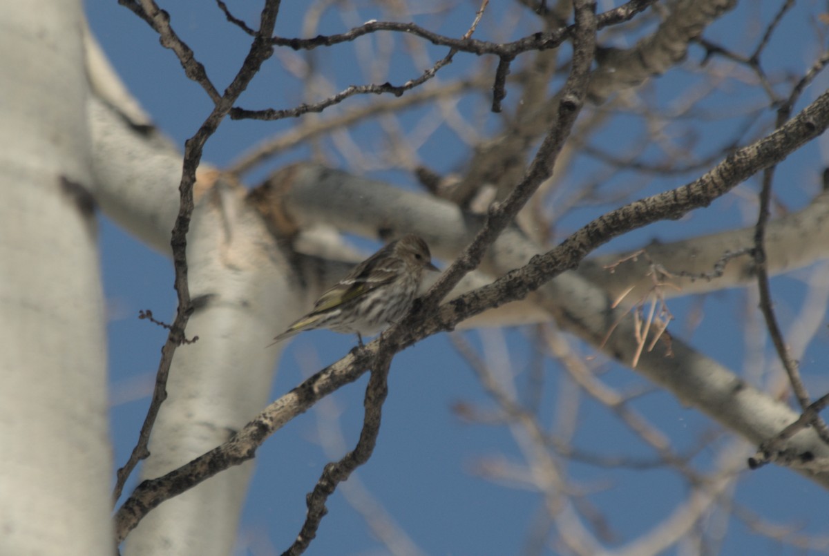 Pine Siskin - ML639600530