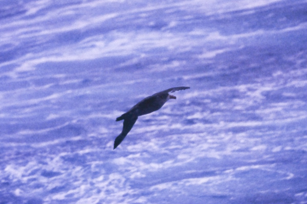 キタオオフルマカモメ - ML639600533