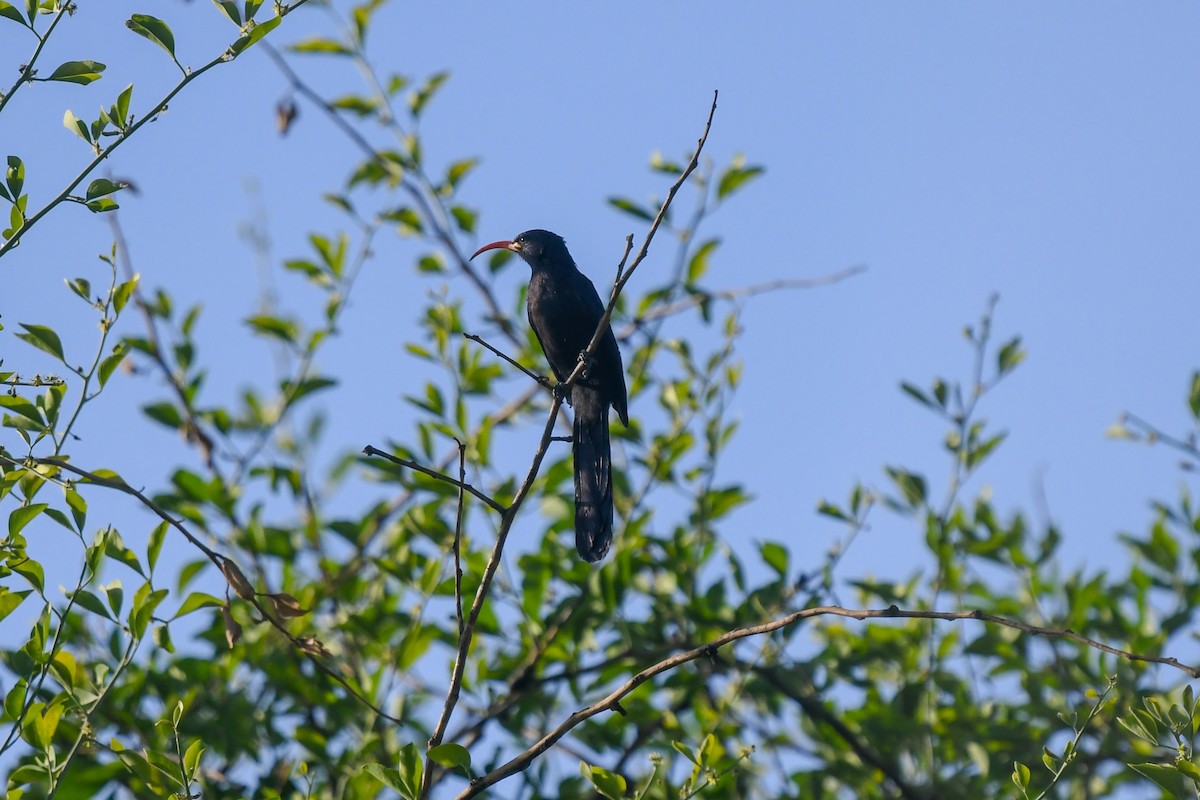 nordsabelnebb - ML639600535