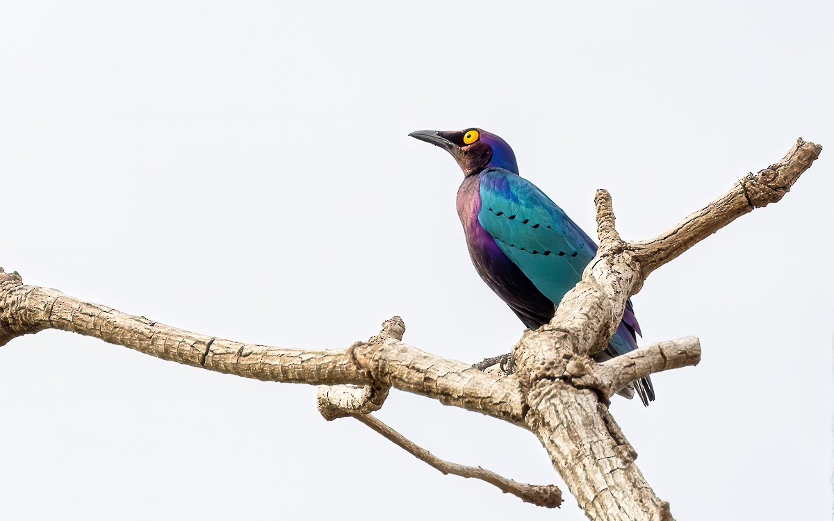 Purple Starling - ML639600546