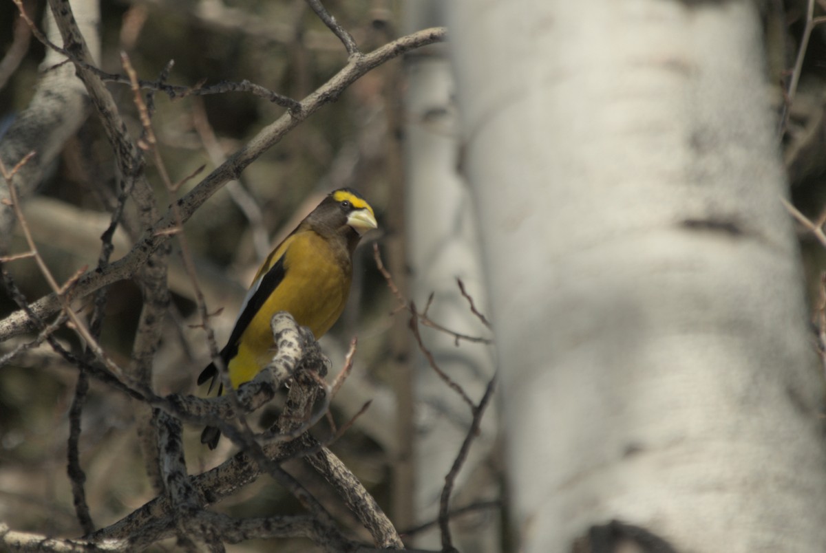 Evening Grosbeak - ML639600550