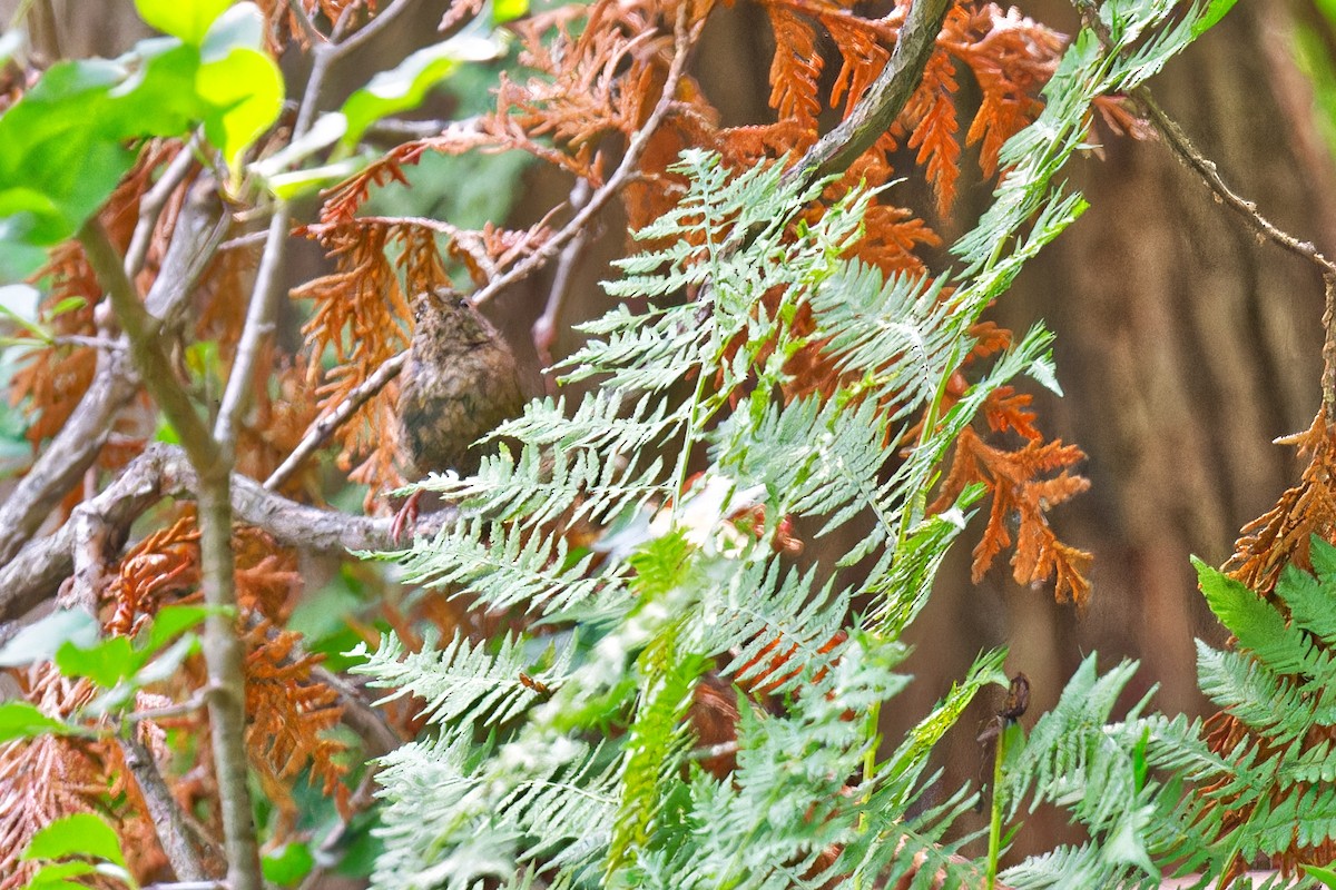 vintersmett - ML639600555
