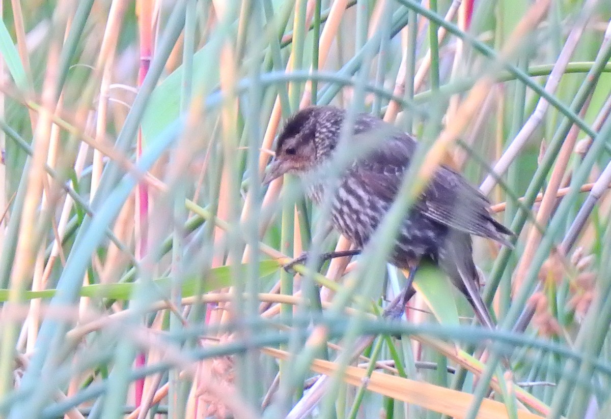 Red-winged Blackbird - ML639600557
