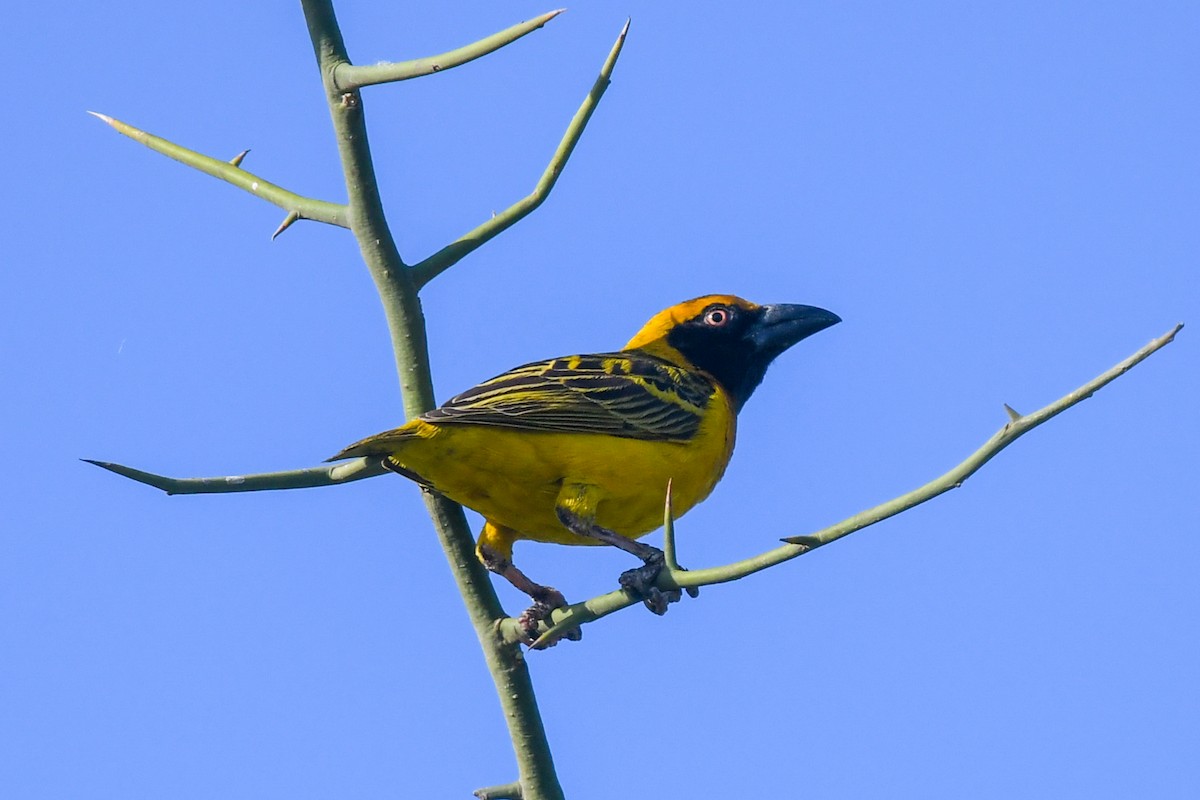Fox's Weaver - ML639600563