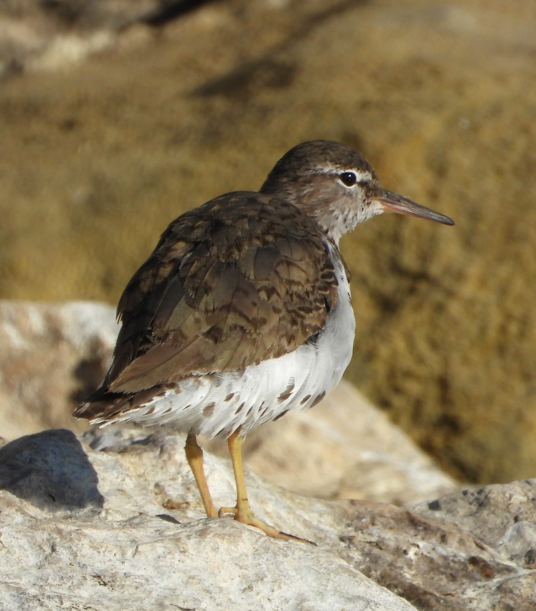 Andarríos Maculado - ML639600574