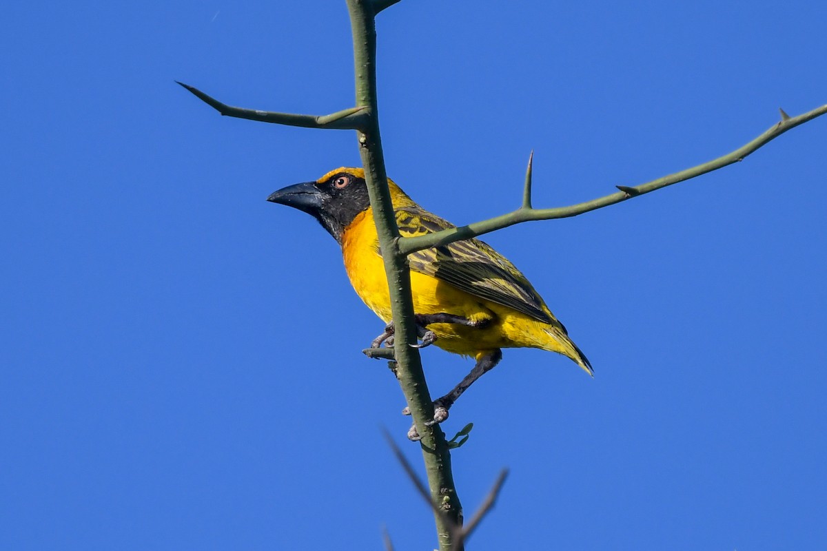 Fox's Weaver - ML639600587