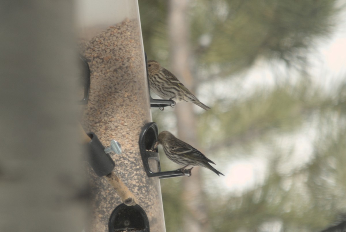 Pine Siskin - ML639600592
